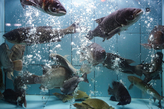 餐馆海鲜鱼池