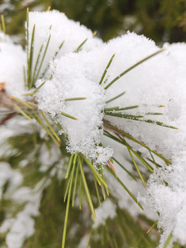 雪