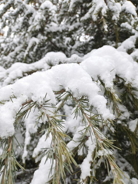 瑞雪