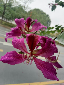 紫荆花