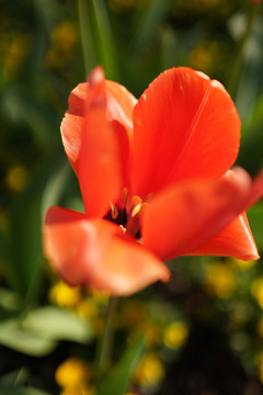 郁金香花开