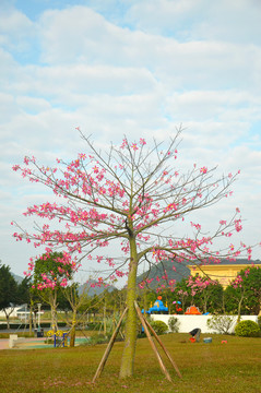 丝木棉花