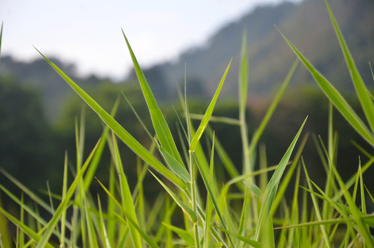 绿色野草