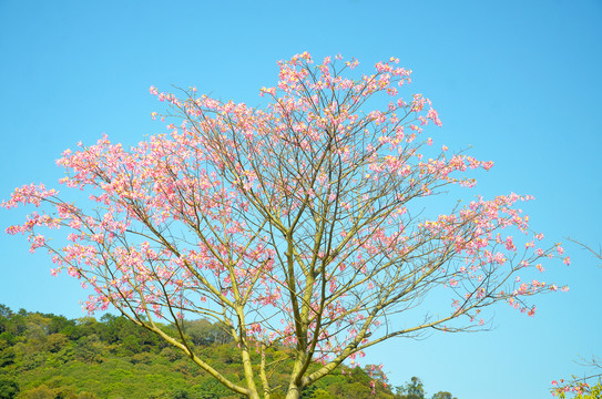 花枝