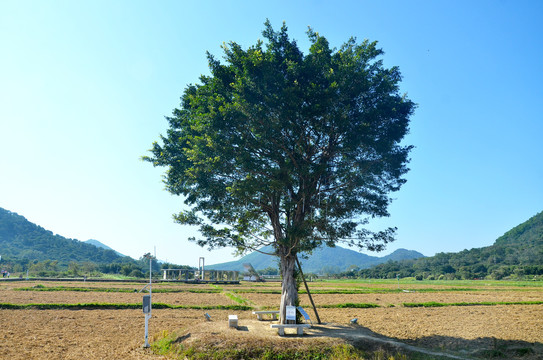 榕树