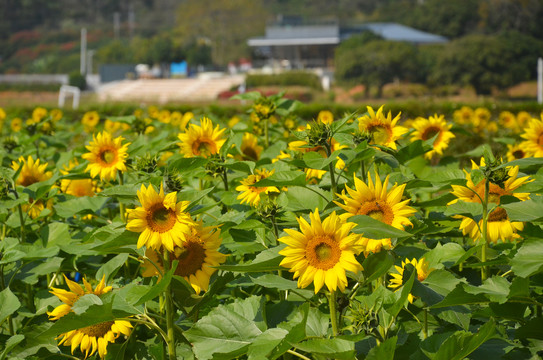 向日葵开花