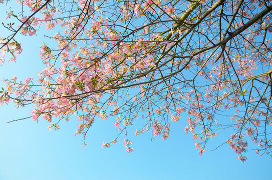 异木棉花枝