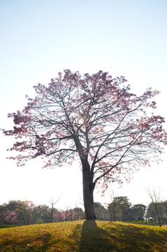 一树花开