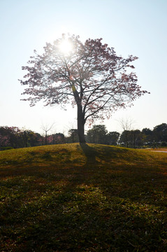 一树花开