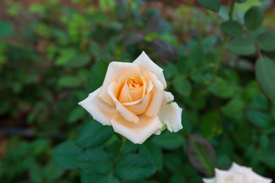 玫瑰花特写