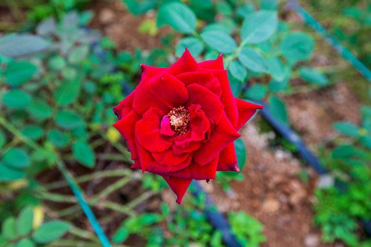 玫瑰花特写