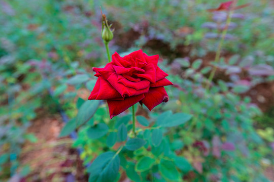 玫瑰花特写