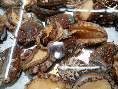 鲍鱼