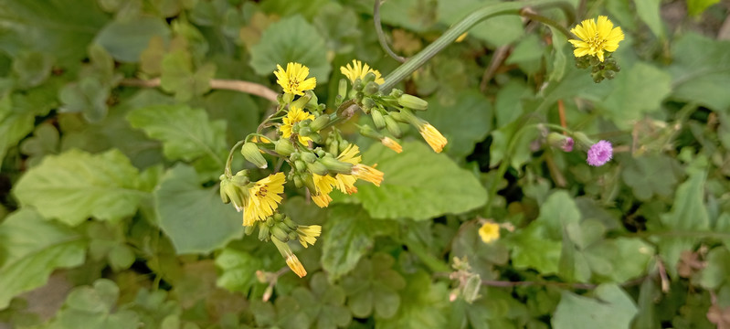 黄鹌花