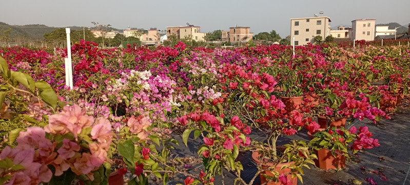 樱花群