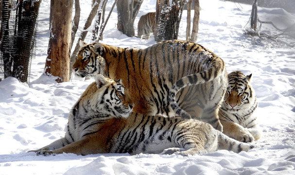 风雪中的东北虎抱团取暖