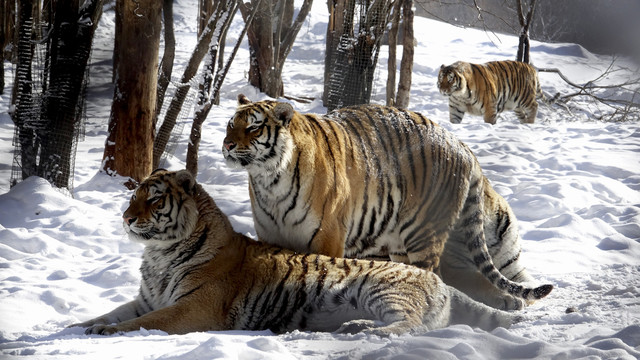 风雪中的东北虎抱团取暖