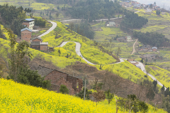 高山油菜花蜿蜒道路田园风光