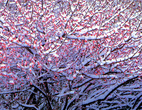 白雪红梅