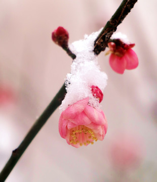 白雪红梅