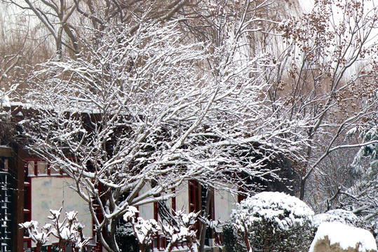 雪树