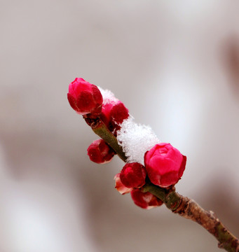 白雪红梅