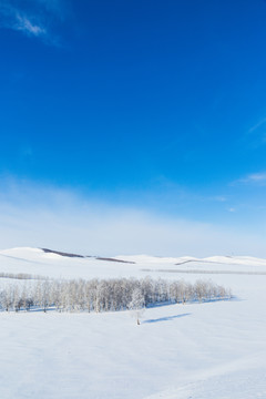 蓝天白云雪地树林