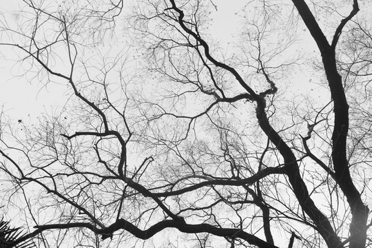 黑白树枝背景