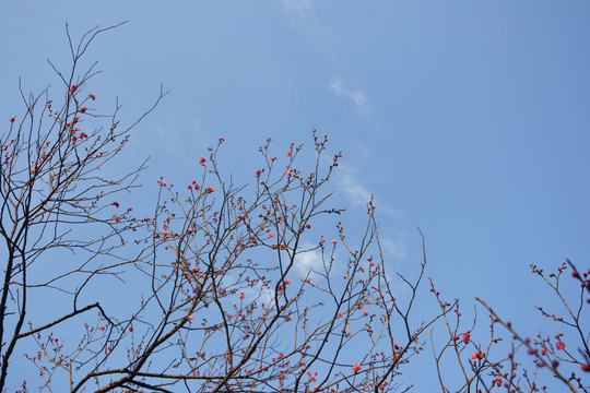 蓝天与梅花枝