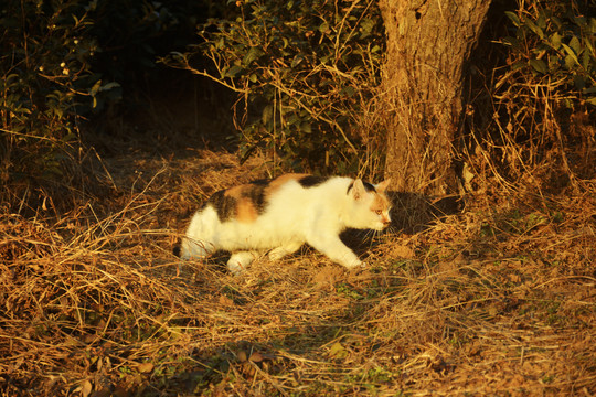 夕阳与流浪猫