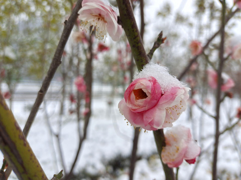 雪中腊梅