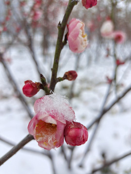 雪中梅花