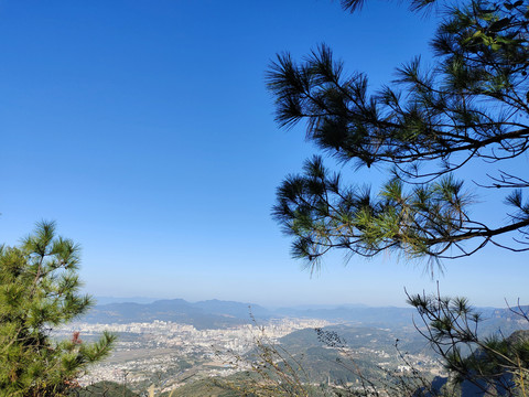 树枝背景