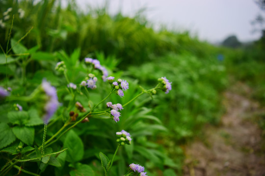 紫色小花