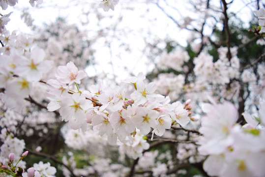 樱花