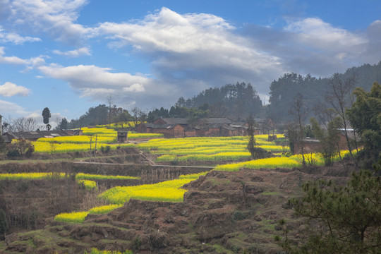 宜宾屏山中都镇油菜花自然风光