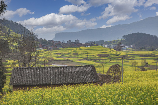 蓝天白云油菜花海民居田园风光