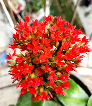 超高清长寿花