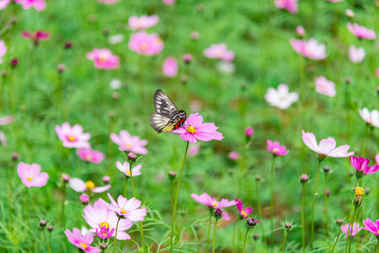 格桑花风景