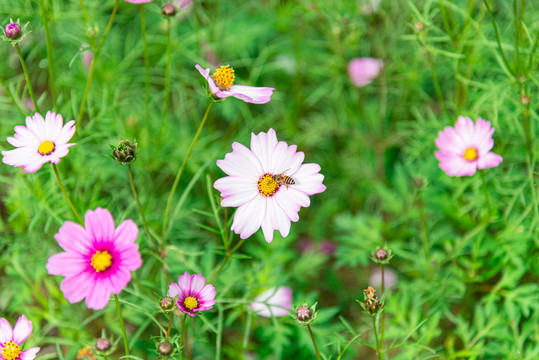 八瓣格桑花与蜜蜂