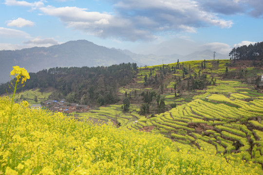 宜宾屏山中都镇蜿蜒油菜花海