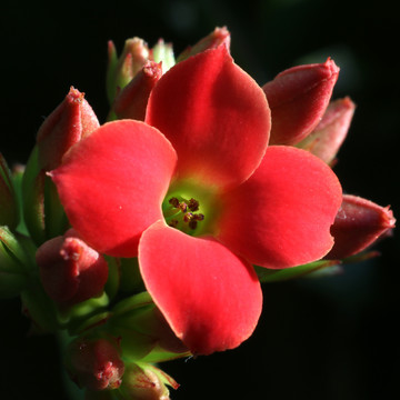 长寿花