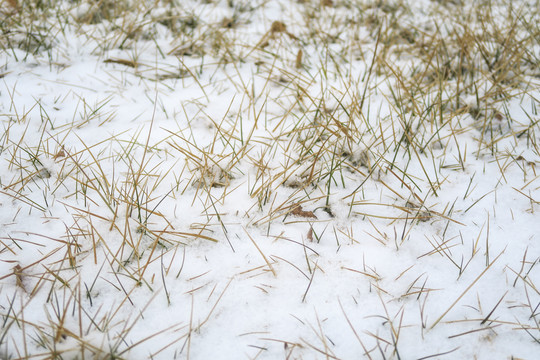 冬天雪后草坪麦地