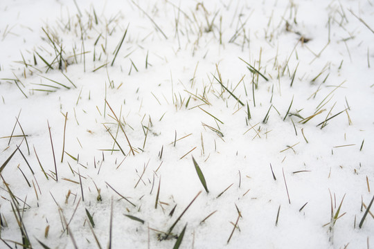 冬天雪后草坪麦地