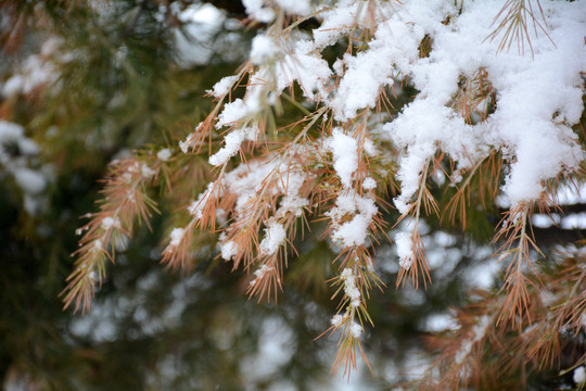 冬雪松枝