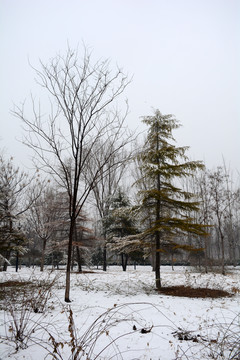 冬雪树木