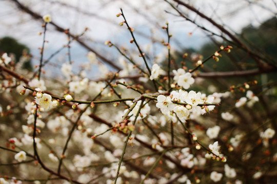 梅花