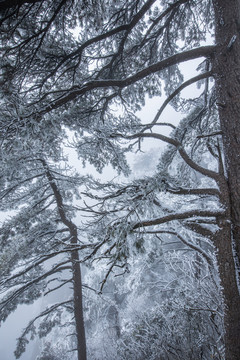 黄山雪景