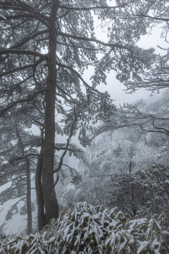 黄山雪景