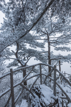 黄山雪景